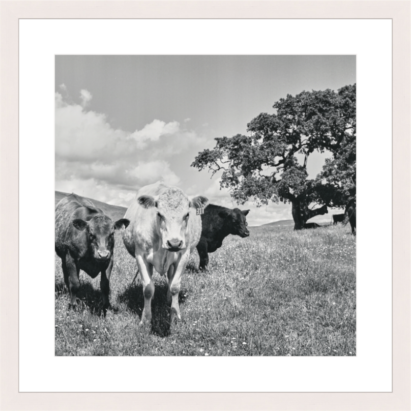 Main image Rural Legends