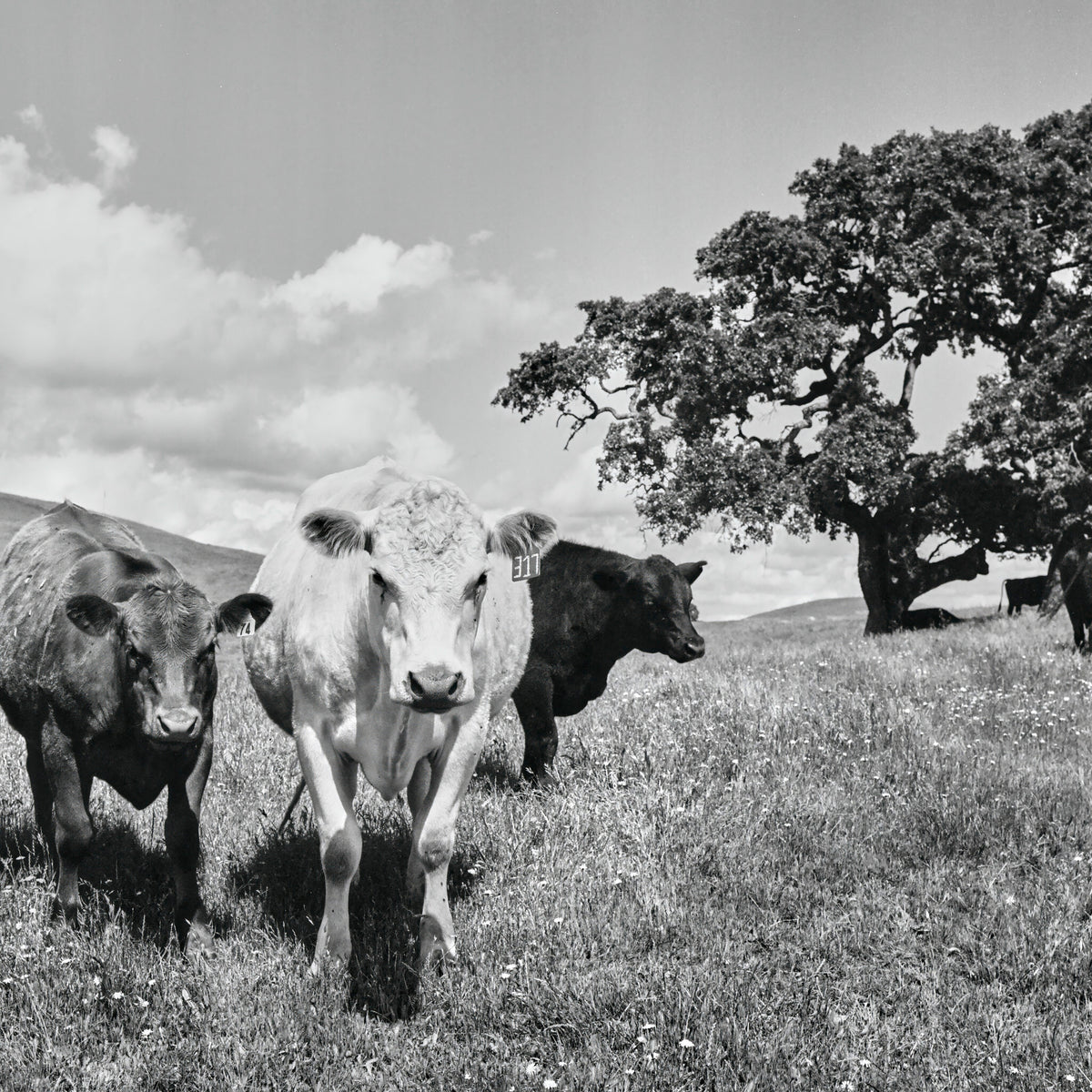 Rural Legends