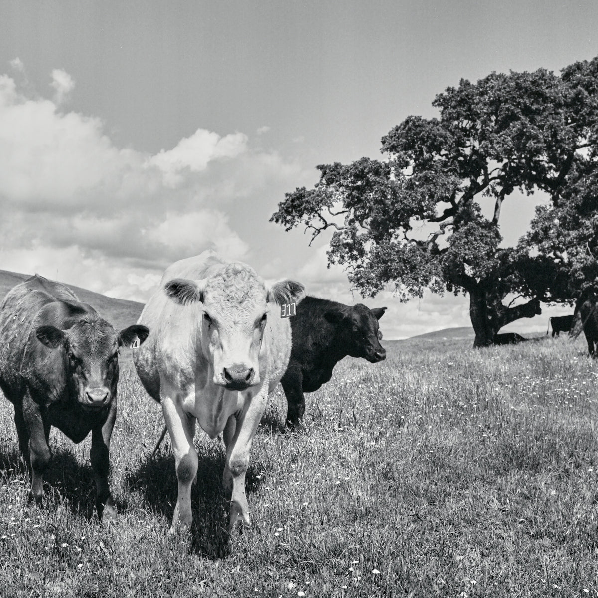 Rural Legends